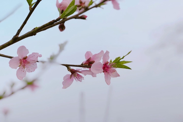 助企精準治污降本增效，蘇州首個“炭管家”智慧平臺全面推廣